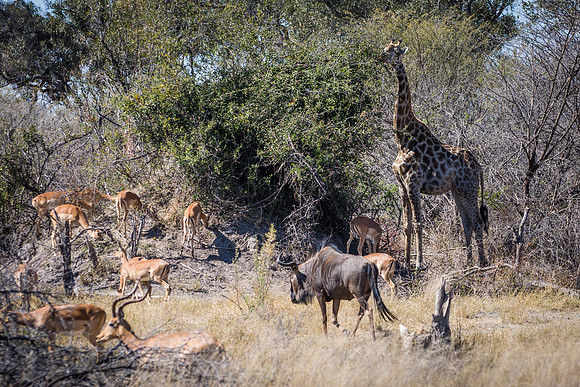 Impala, Giraffe and Wildebeast