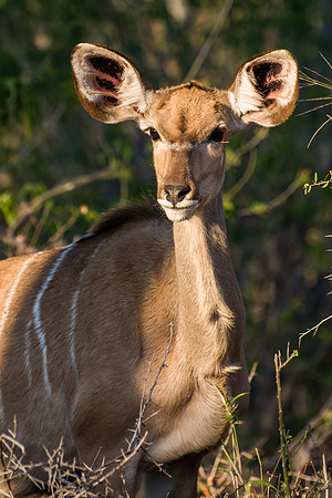 Kudu - 3
