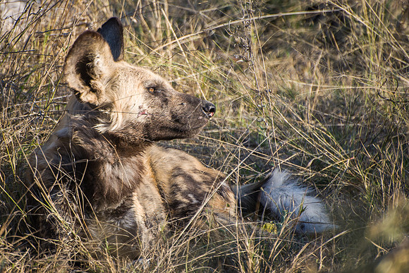 Wild Dog - 3