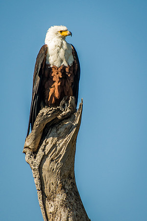 Fish Eagle