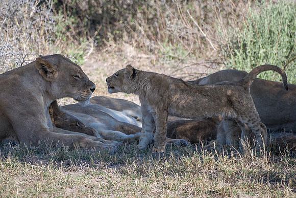 Lioness with Cub - 2