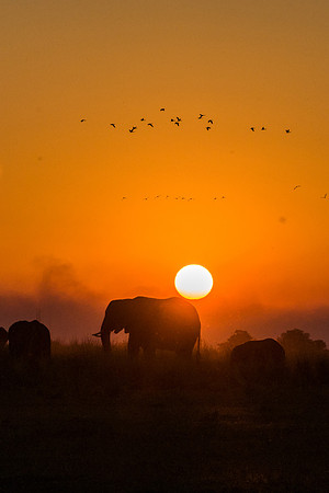 African Elephant Silhouette Colour - 2
