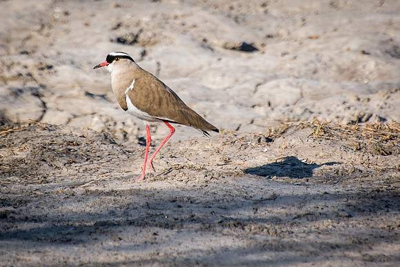 Crowned Plover
