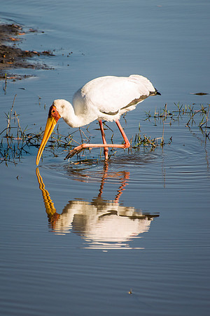 Yellow Billed Stork - 2