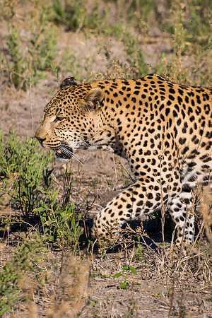 Leopard - 3