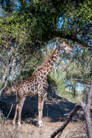 Giraffe - 1