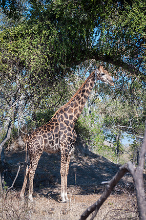 Giraffe - 1