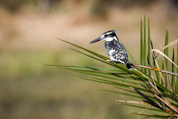 Pied Kingfisher