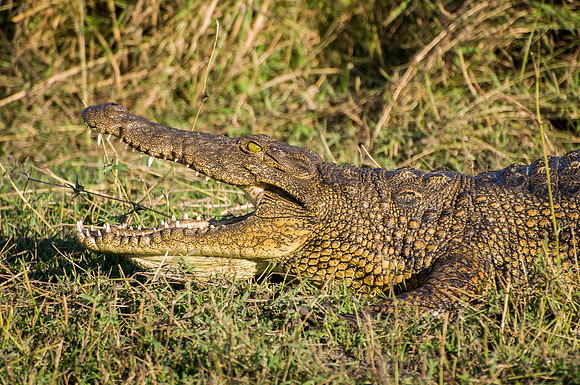 Crocodile - 2