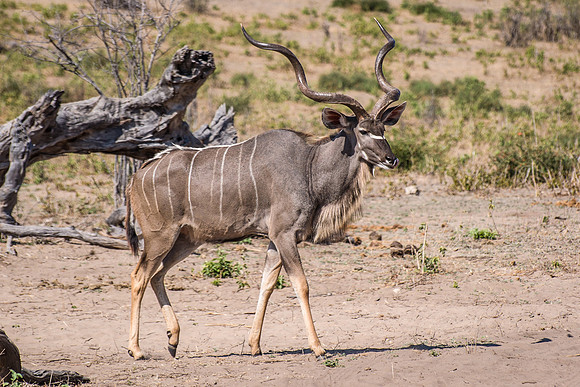 Kudu - 6