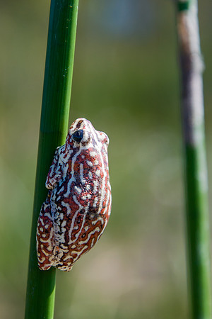 Starry Night Reed Frog