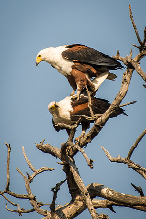 Fish Eagles Mating