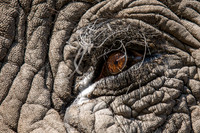African Elephant Eye