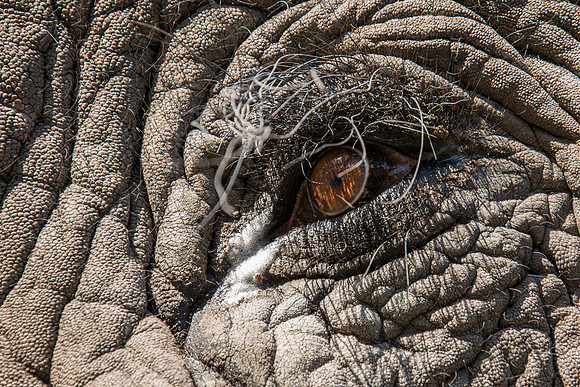 African Elephant Eye