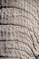 African Elephant Trunk Close-Up