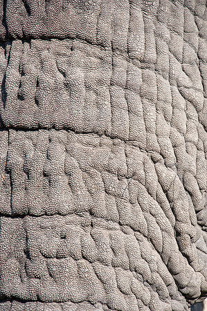 African Elephant Trunk Close-Up