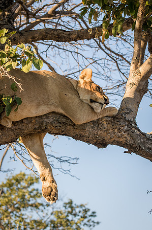 Lioness Sleeping in Tree - 2