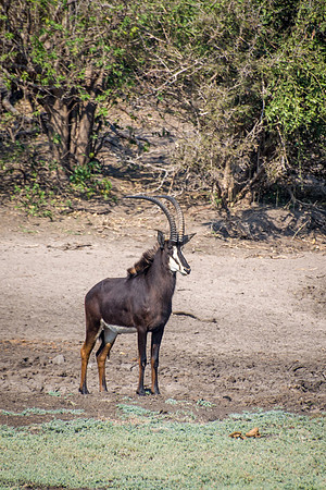 Sable Antelope