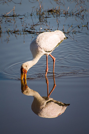 Yellow Billed Stork - 1