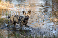 Botswana-22