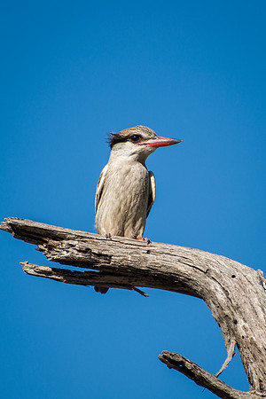 Brown-hooded Kingfisher