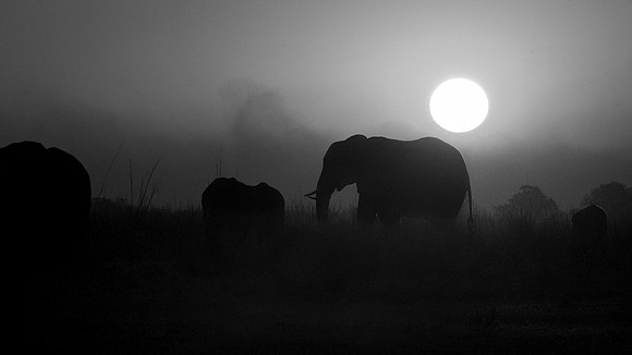 African Elephant Silhouette B&W