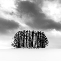 Biei Trees -2