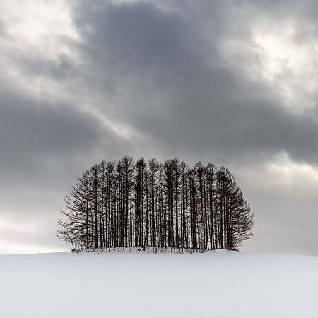 Biei Trees -3