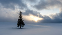 Biei Xmas Tree -1