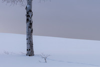 Biei Trees -7