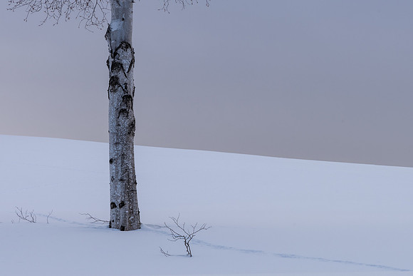 Biei Trees -7