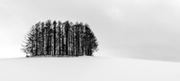 Biei Trees -5