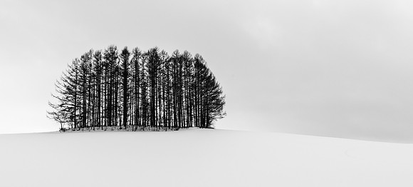 Biei Trees -5
