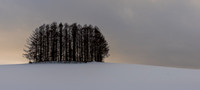 Biei Trees -6