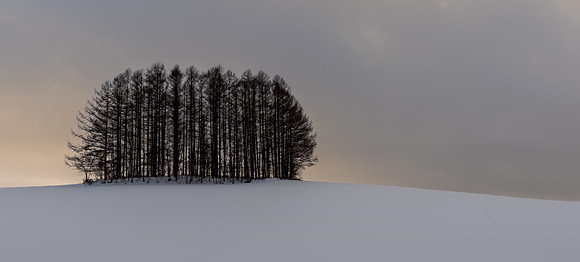 Biei Trees -6