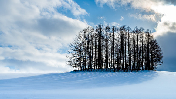 Biei Trees -1
