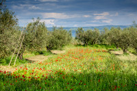 Around-Lake-Bolsena-5