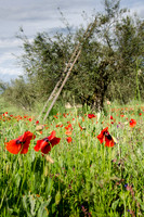 Around-Lake-Bolsena-6