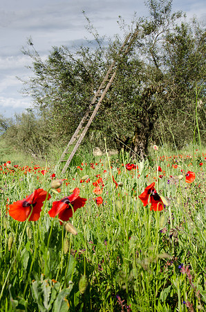 Around-Lake-Bolsena-6