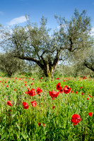 Around-Lake-Bolsena-7