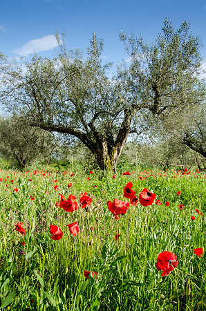 Around-Lake-Bolsena-7