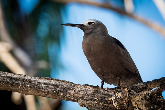 Lesser Noddy (Noddi) -1