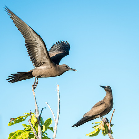 Brown Noddy (Noddi) -5