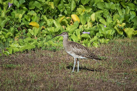 Whimbrel -2