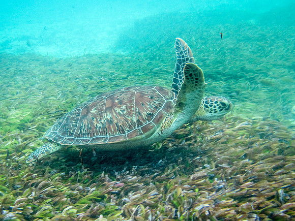 Green Turtle -2