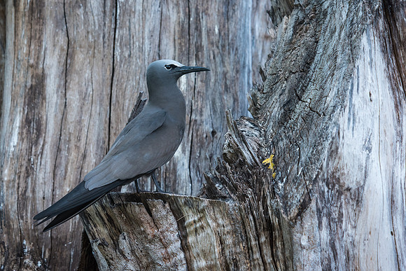 Brown Noddy (Noddi) -3
