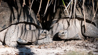 Giant Tortoises