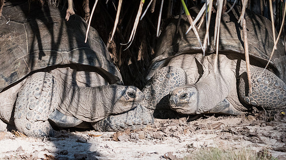 Giant Tortoises