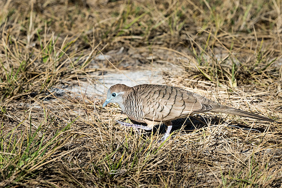 Barred Ground Dove -1
