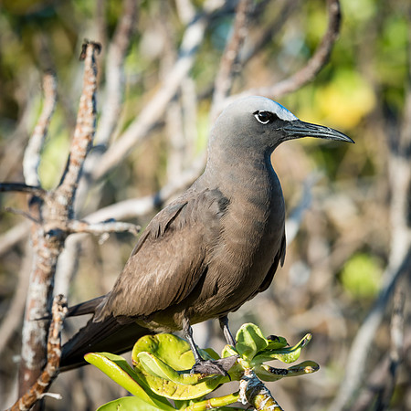 Brown Noddy (Noddi) -1